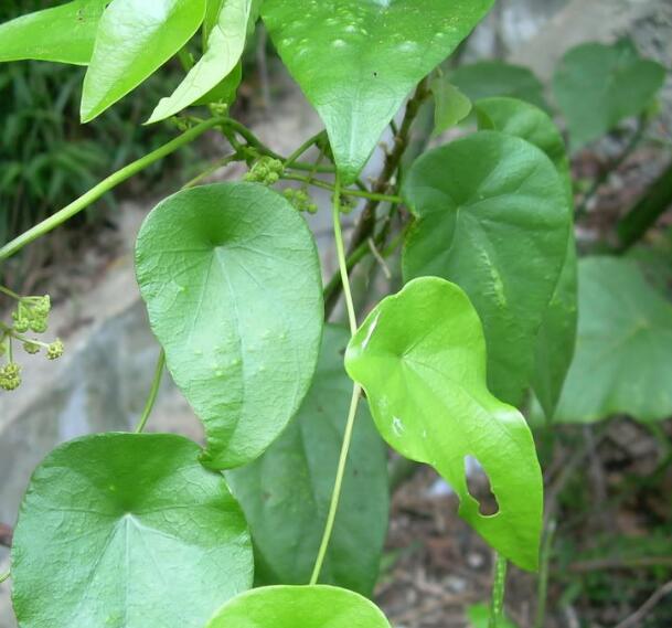 herb别名:田鸡草,飞天雷公,戽斗藤,雷林嘴,铁板膏药,畚箕草,犁壁藤